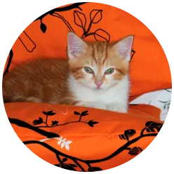 chat orange