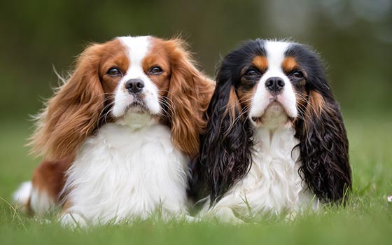 Two Cavalier King Charles Spaniels side by side on green grass. 