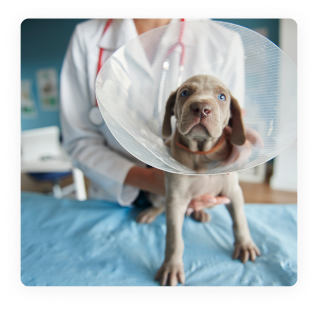Doctor with pet