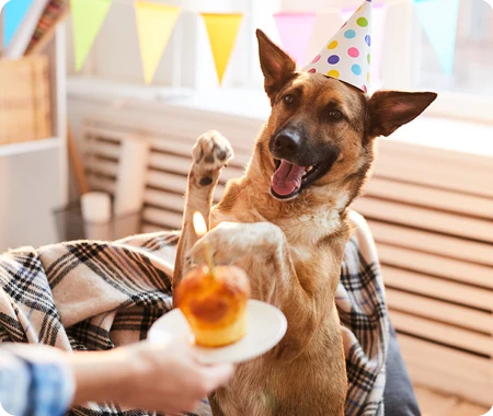 A dog in a party hat being presented with a Happy Birthday cake.