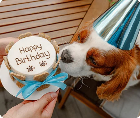A dog in a party hat being presented with a Happy Birthday cake.