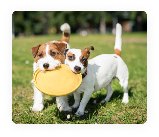 dog-insurance