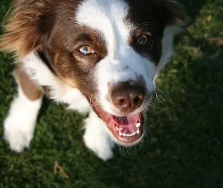 dog-smiling