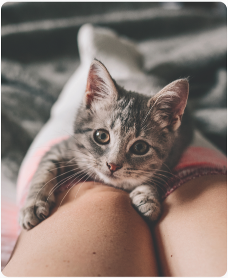 faqs-green-cat