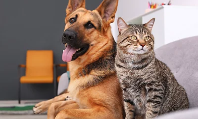 A German Shepherd and a cat sitting beside each other