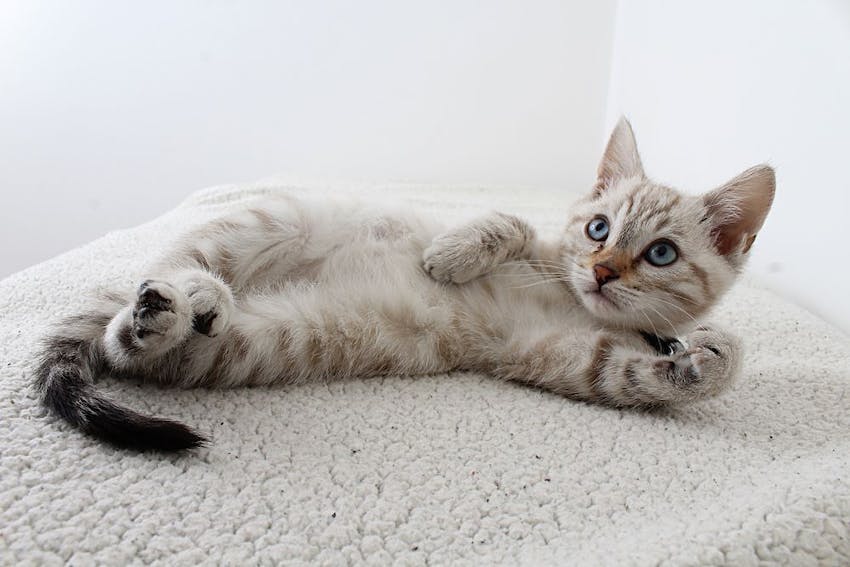 A gray and white kitten laying on its side