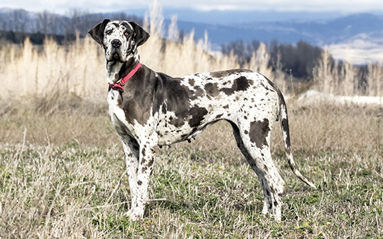 cards A Guide to the Great Dane