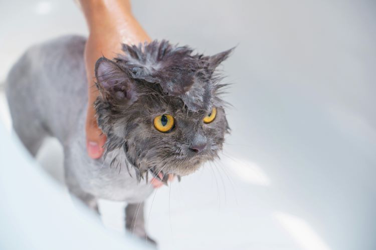 A gray kitten getting a bath