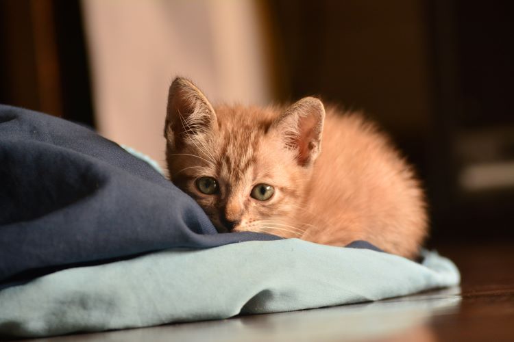An orange kitten hiding in a blanket