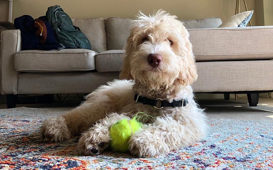 A white Labradoodle with shaggy fur playing on a living room rug with a tennis ball.