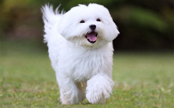 cards Meet the Maltese: A Dog Breed Guide