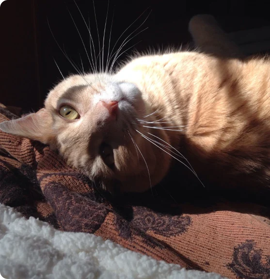 A cat rolling on its back