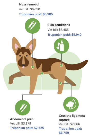 Infographic of common vet costs