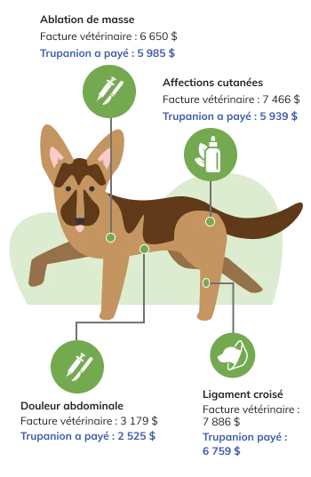 Infographic of common vet costs