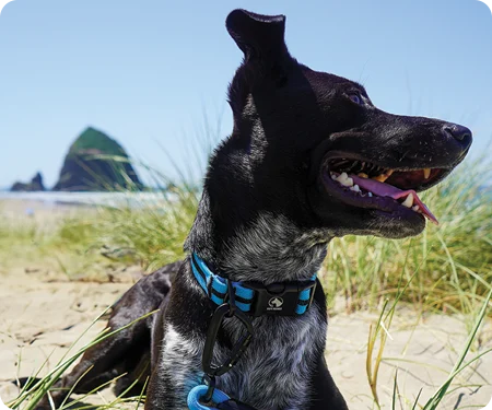 A dog enjoying himself at the beach.