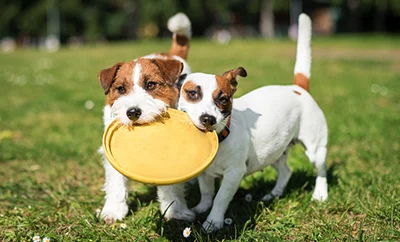 Two dogs sharing a frisbee