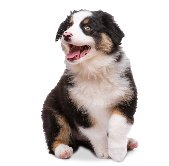 corgi