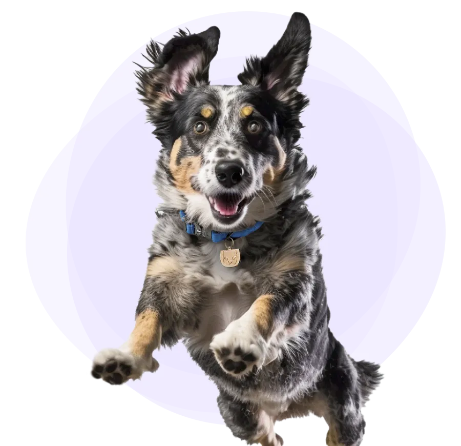 leaping dog