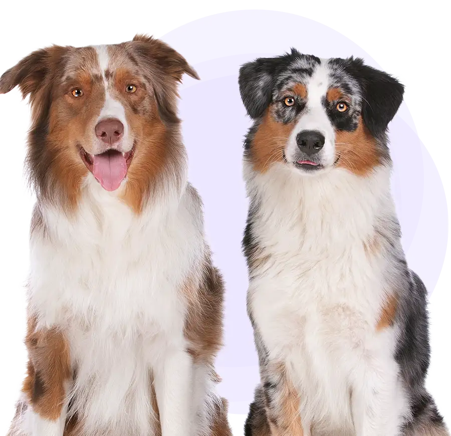 Border Collie dogs