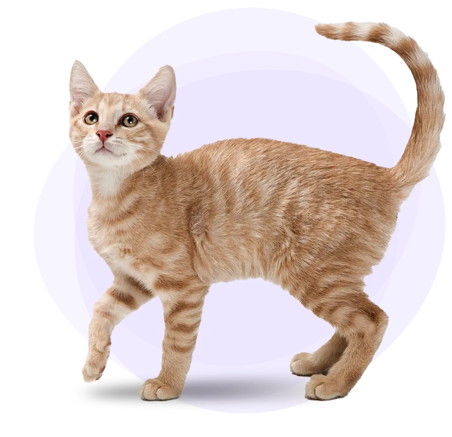 hero-orange-cat image hero-orange-cat