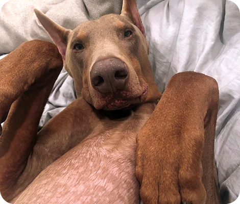 A brown dog