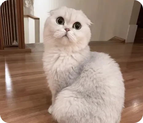 Louis the fluffy white cat