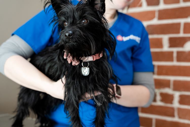 black-dog-vet