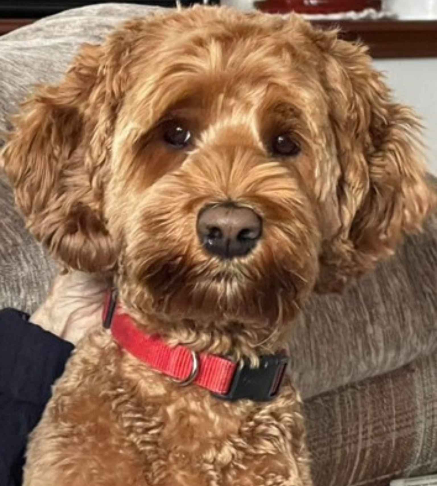 San Francisco 49ers fan dog named Joe “Joey” Montana
