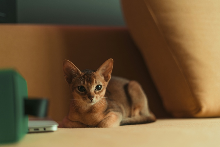 Abyssinian kitten resting on a couch