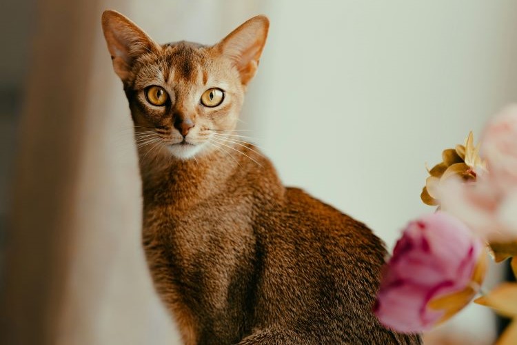 cards All About the Abyssinian Cat Breed