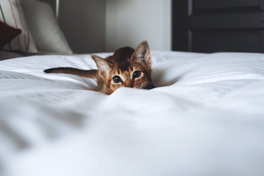 Close up of a kitten nestled on a white bed and staring lovingly forward