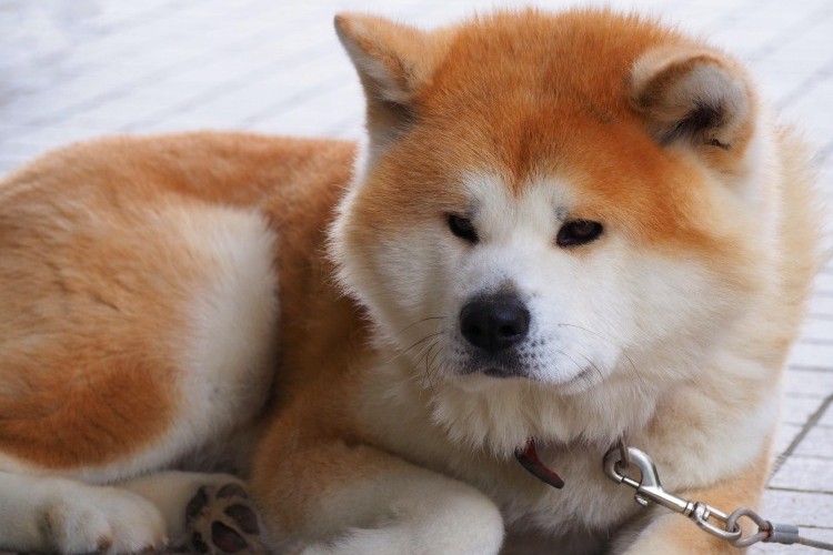 Akita Dog Breed Guide: Loyal, Powerful, and Dignified