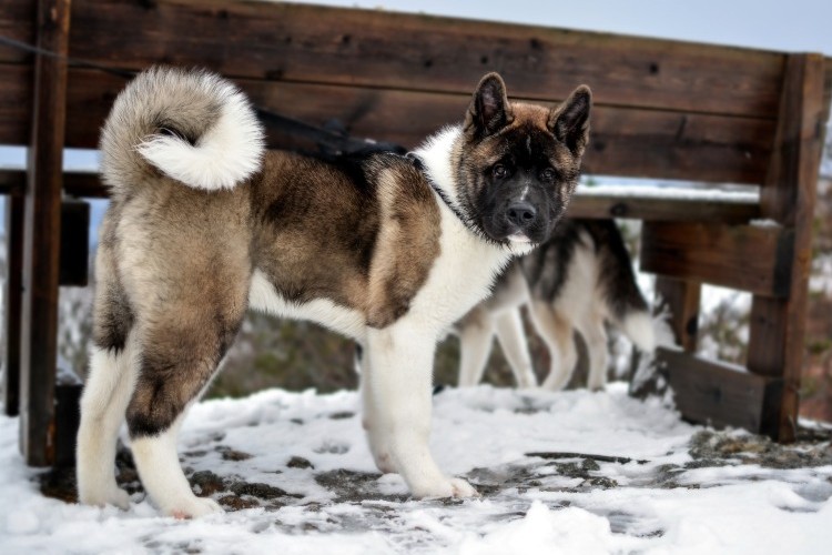 Akita standing in the snow
