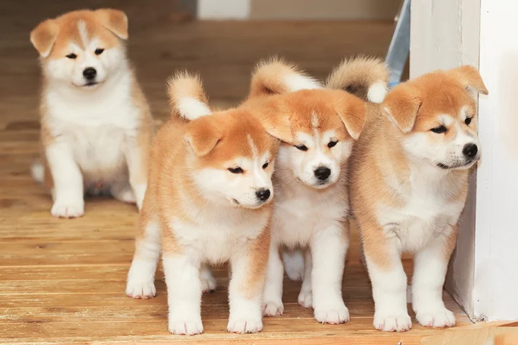 Akita-puppies