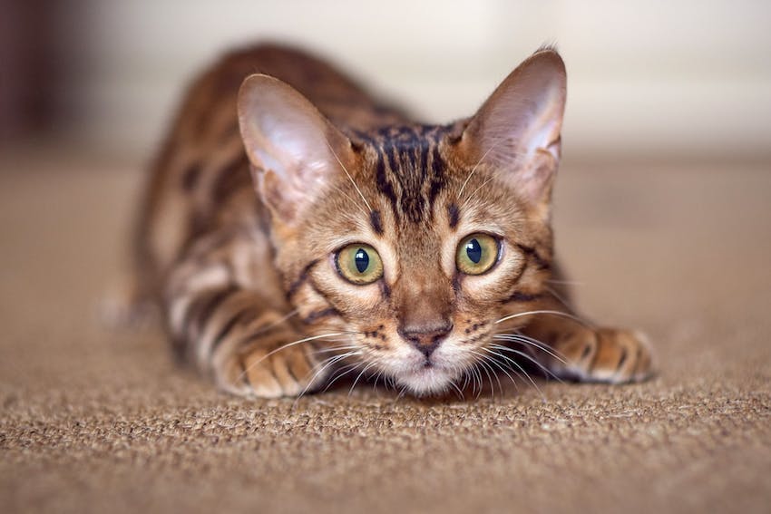 Close up of a brown cat showing curious behavior