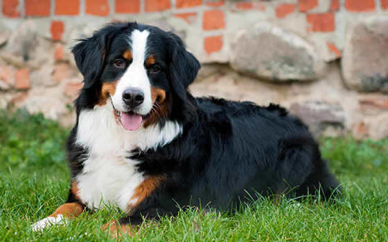cards Get to Know the Bernese Mountain Dog
