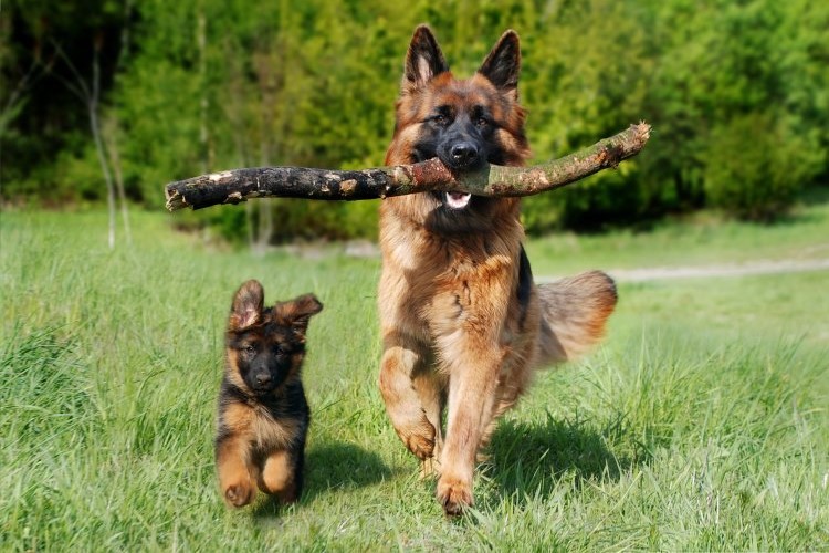 Adult German shepherd and puppy playing outside