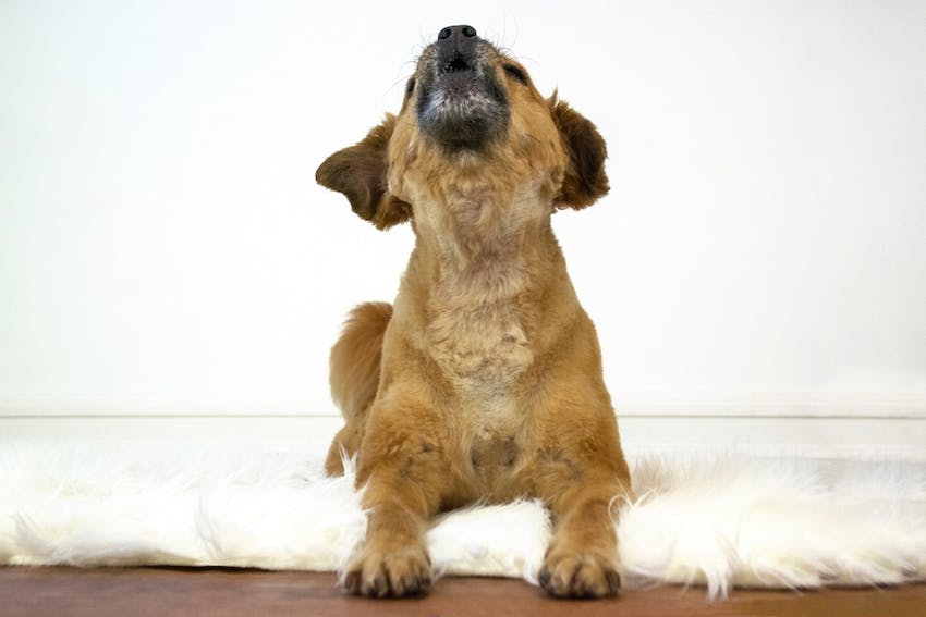 Front view of a brown dog howling 