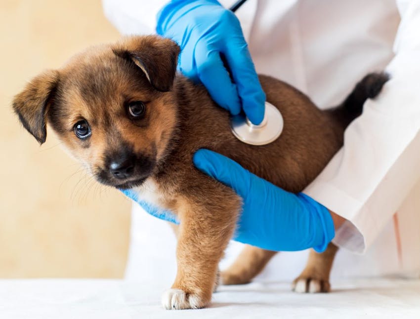 A brown puppy being examined by a veterinarian.