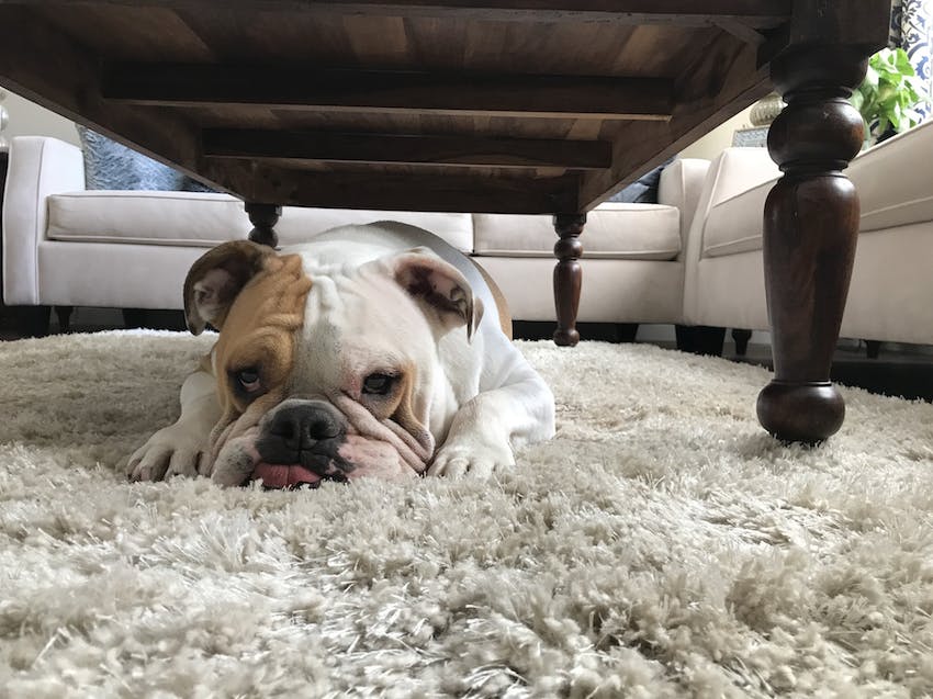 Bulldog laying on a high pile white carpet below a wood table