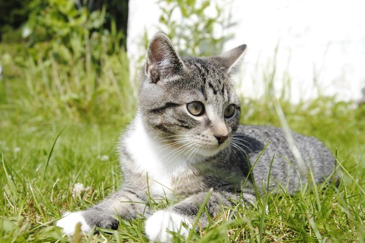 kitten resting on grass in hot weather