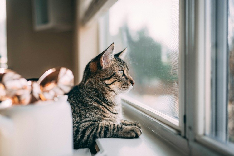 Preventing Cat Falls, Screen Blowouts, and Balcony Accidents