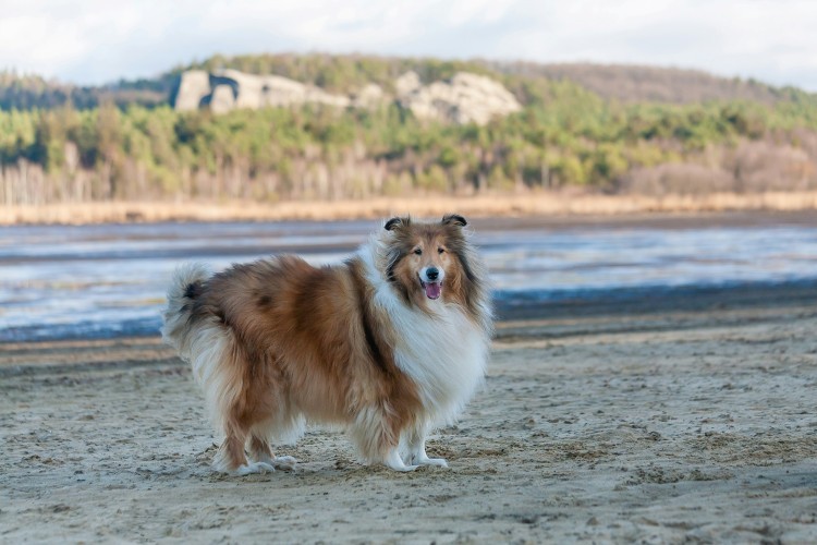 Collie dog walking on a beach