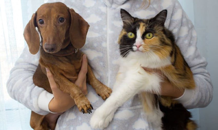 A human in pajamas holding a dog and a cat side by side in their arms