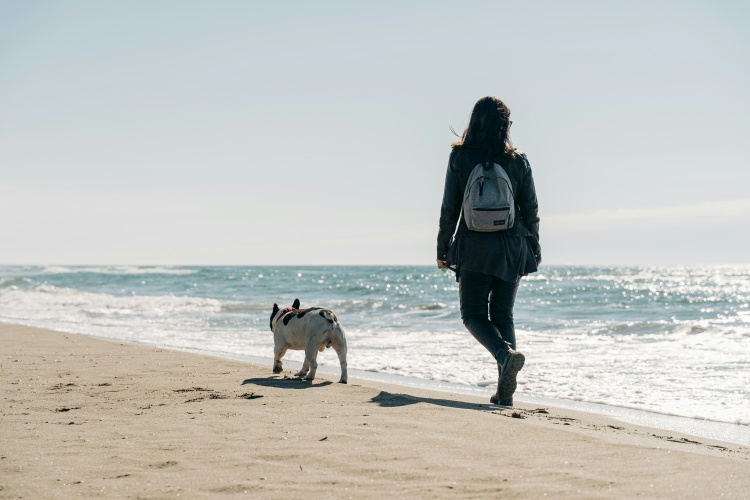 dog walking on the beach with its owners