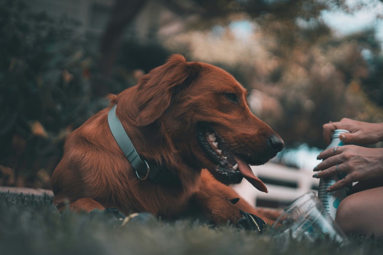 dog and owner resting after a walk