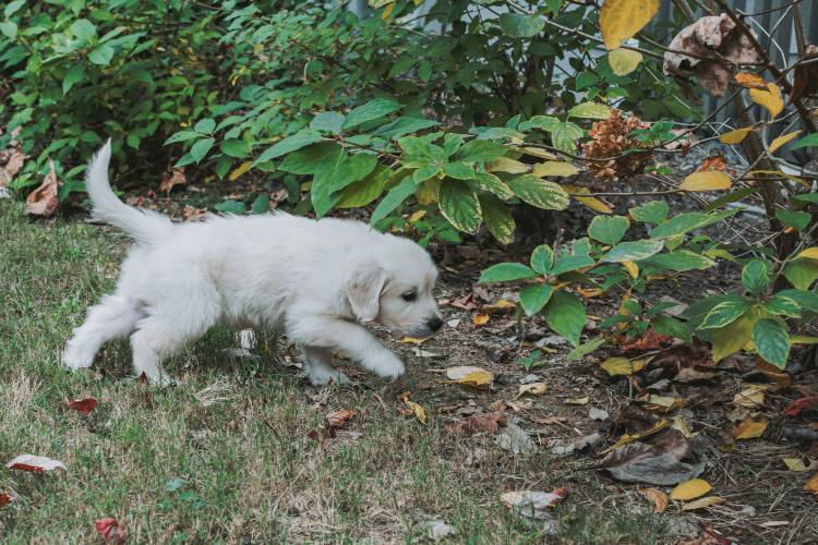 Puppy exploring back yard