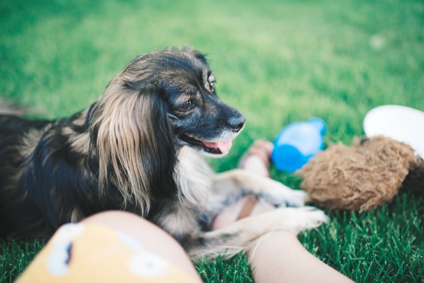 Long eared dog sitting on pet owner's leg outdoors on a lawn.