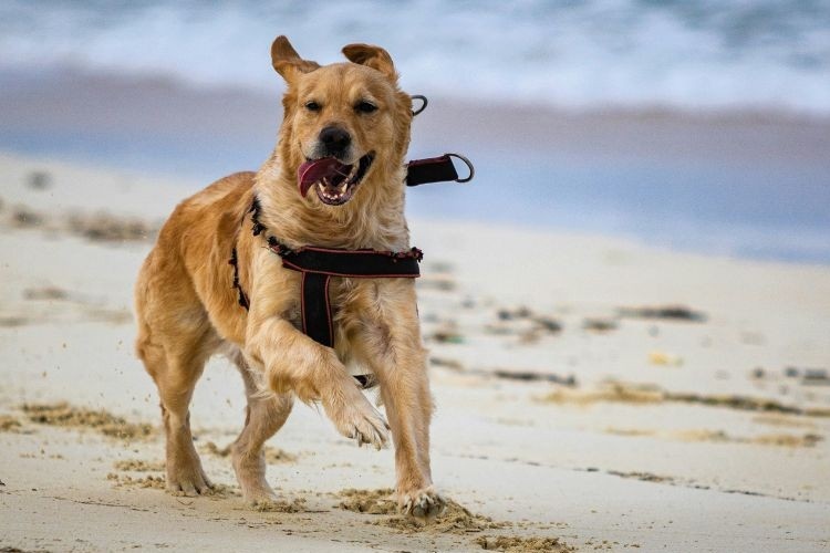 dog running on the beach