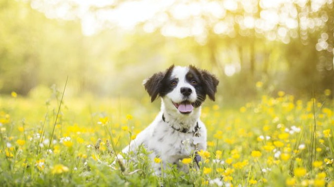 dog in flowers